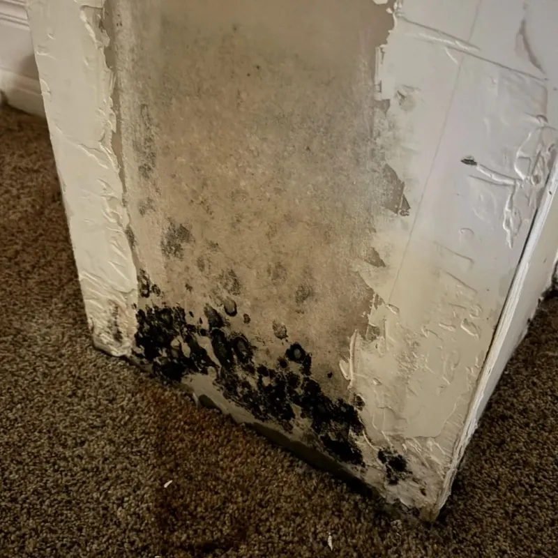 Professional Mold Removal in Gibraltar, MI